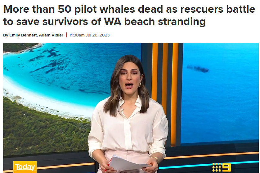 澳洲海滩惊现50多具巨型尸体，无数人接力救援，太心疼了…（组图） - 1