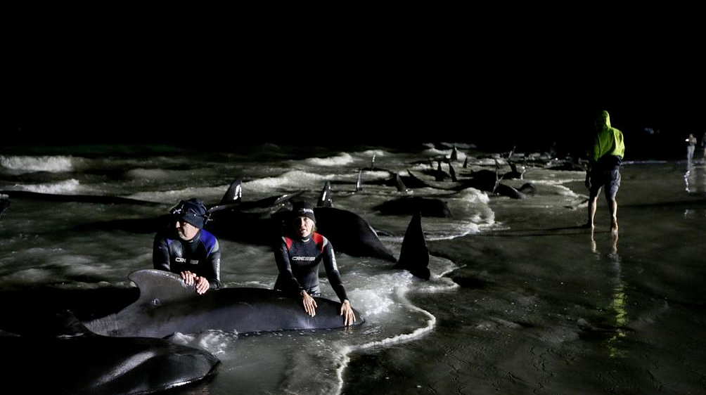 澳洲海滩惊现50多具巨型尸体，无数人接力救援，太心疼了…（组图） - 9