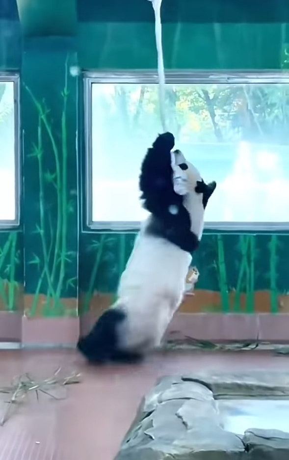 灵活的胖子！广州大熊猫做空中瑜伽影片疯传，花式忘情转圈圈（视频/组图） - 3