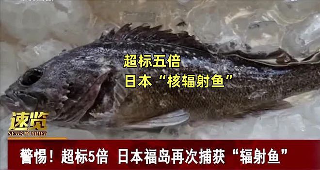我们不怕核污水！中国游客专门赴日吃海鲜！狂赞好吃又放心（组图） - 8