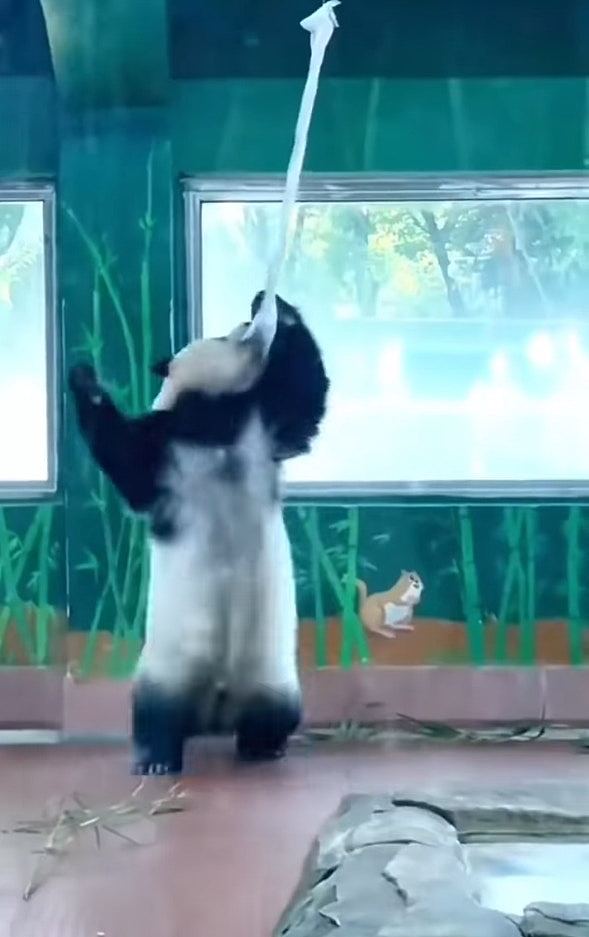 灵活的胖子！广州大熊猫做空中瑜伽影片疯传，花式忘情转圈圈（视频/组图） - 2