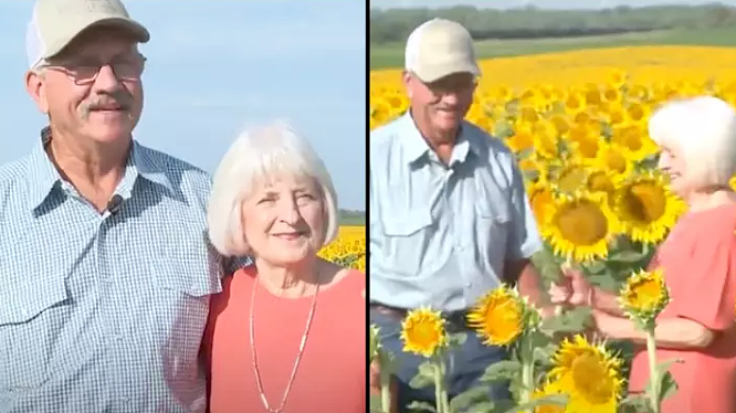 平淡又不凡的爱！美国一农夫庆祝五十周年结婚纪念日，为妻子种满120万朵向日葵（组图） - 2