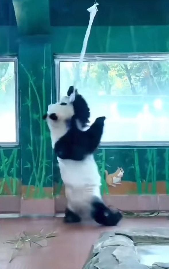 灵活的胖子！广州大熊猫做空中瑜伽影片疯传，花式忘情转圈圈（视频/组图） - 1