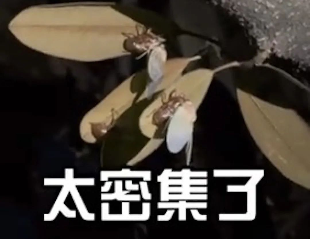 中国大妈在日本公园狂抓蝉还称“炸着特别香“ ，日本网友热议： 蝉被捕光了！（组图） - 3