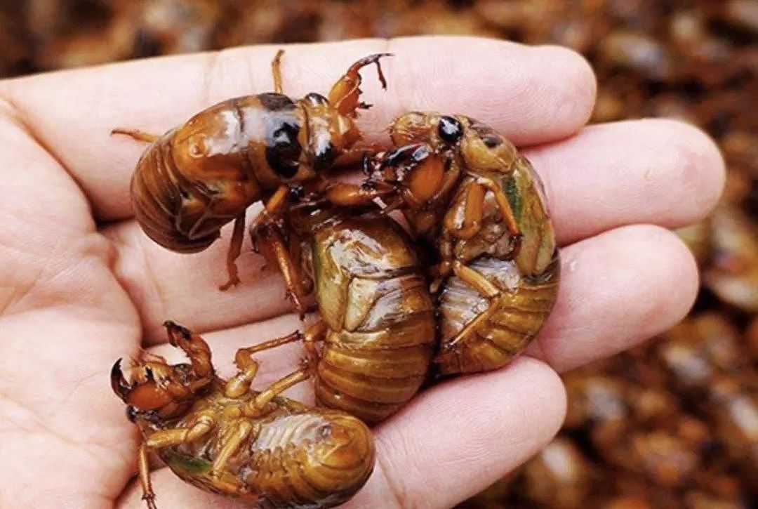 中国大妈在日本公园狂抓蝉还称“炸着特别香“ ，日本网友热议： 蝉被捕光了！（组图） - 12