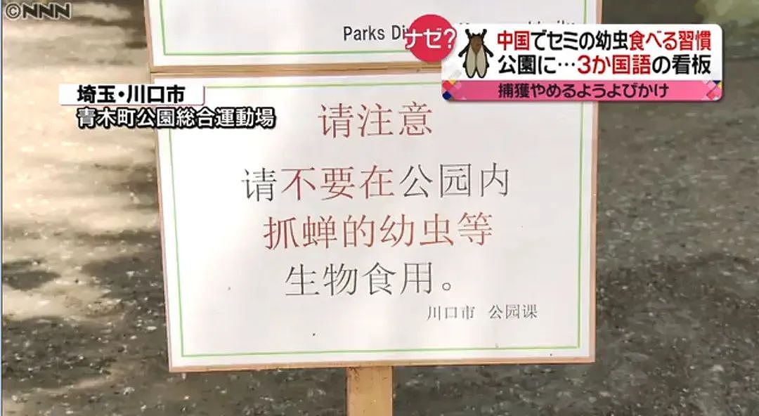 中国大妈在日本公园狂抓蝉还称“炸着特别香“ ，日本网友热议： 蝉被捕光了！（组图） - 17