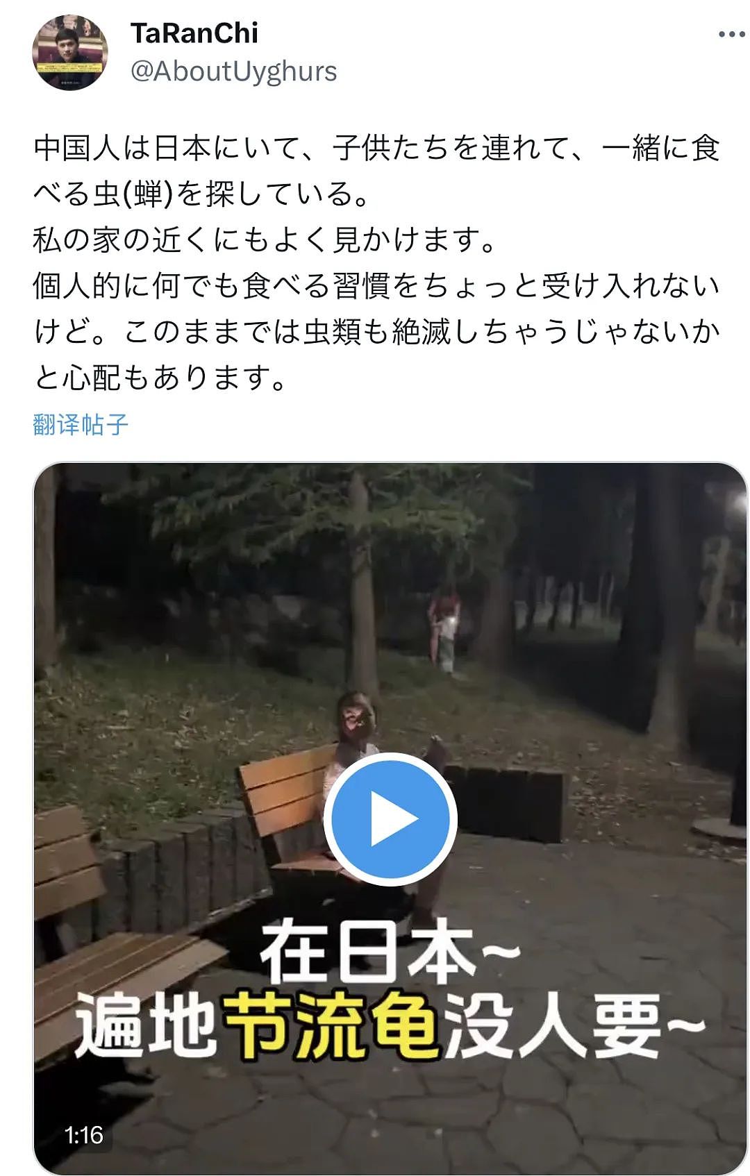 中国大妈在日本公园狂抓蝉还称“炸着特别香“ ，日本网友热议： 蝉被捕光了！（组图） - 13