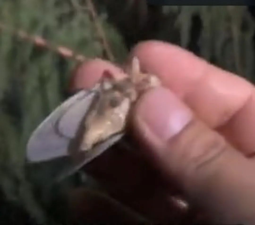 中国大妈在日本公园狂抓蝉还称“炸着特别香“ ，日本网友热议： 蝉被捕光了！（组图） - 5
