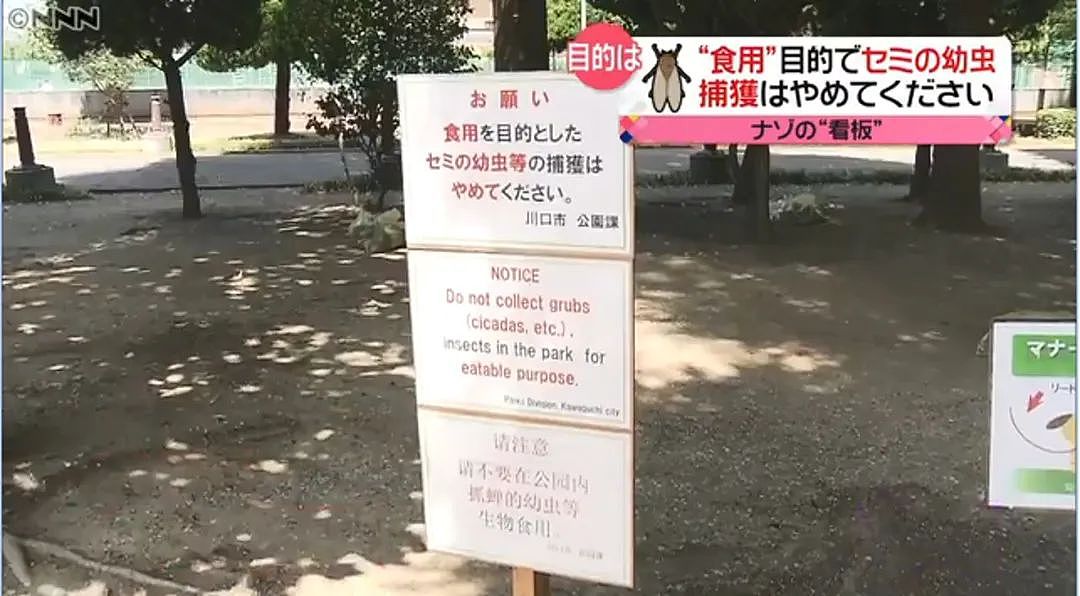中国大妈在日本公园狂抓蝉还称“炸着特别香“ ，日本网友热议： 蝉被捕光了！（组图） - 18
