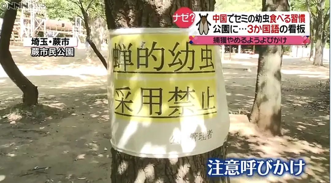 中国大妈在日本公园狂抓蝉还称“炸着特别香“ ，日本网友热议： 蝉被捕光了！（组图） - 19