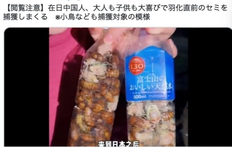 中国大妈在日本公园狂抓蝉还称“炸着特别香“ ，日本网友热议： 蝉被捕光了！（组图） - 1