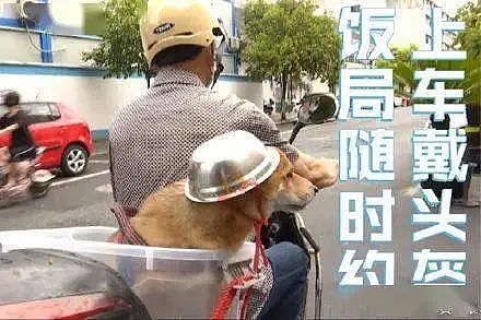 【宠物】大爷骑电动车载狗出去玩，当看到狗狗的头盔，我忍不住笑了（组图） - 4
