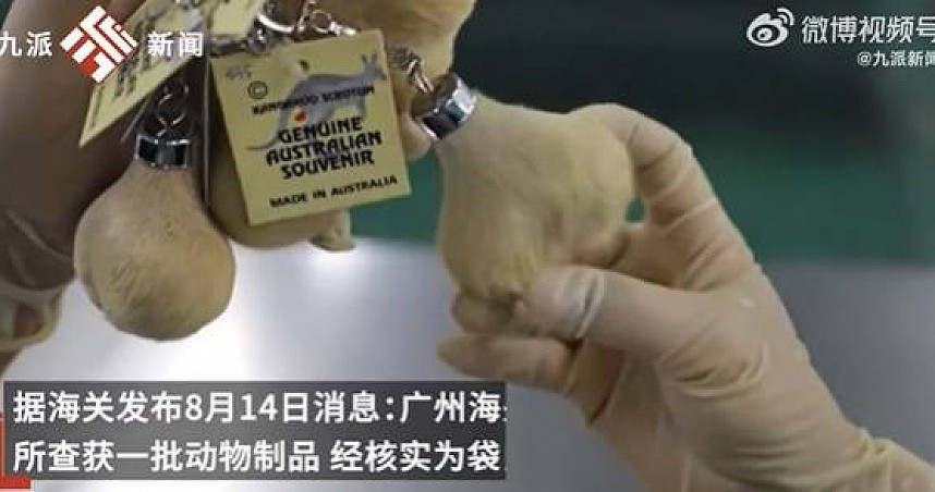 中国海关查获一袋心型毛毛钥匙圈，一捏发现是澳洲袋鼠睪丸（组图） - 1