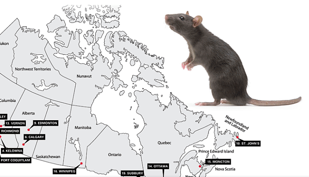 华人一个也逃不了？加拿大“老鼠最多”城市前十名，看完不淡定了（组图） - 2