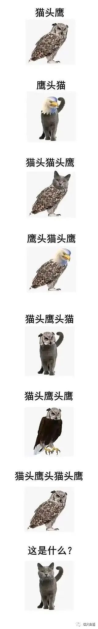 【爆笑】“宠物店把主人名字和狗的名字写反后....”哈哈哈哈哈哈网友经历相当炸裂（组图） - 29