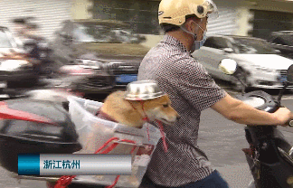 【宠物】大爷骑电动车载狗出去玩，当看到狗狗的头盔，我忍不住笑了（组图） - 3