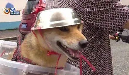 【宠物】大爷骑电动车载狗出去玩，当看到狗狗的头盔，我忍不住笑了（组图） - 2