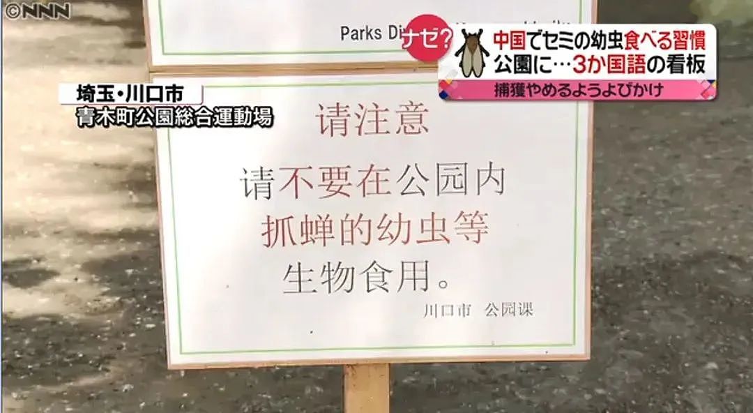 ​中国大妈在日本又出名了！在公园抓蝉吃还发网上炫耀，引发日本网友热议！（组图） - 9