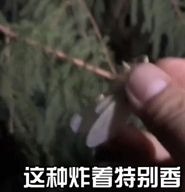 ​中国大妈在日本又出名了！在公园抓蝉吃还发网上炫耀，引发日本网友热议！（组图） - 3