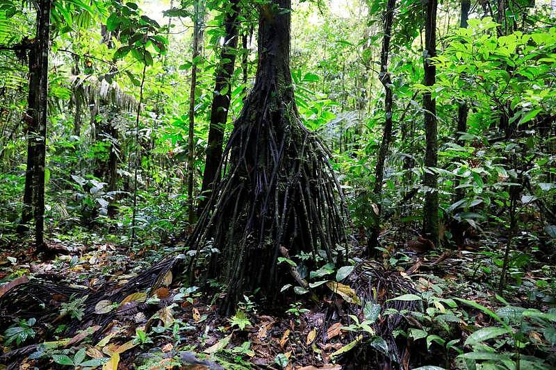 全球气候危机？ 澳美新研究：热带雨林恐因太热无法进行光合作用（组图） - 1