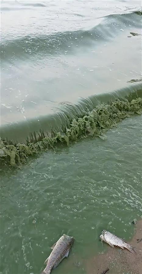 江苏骆马湖水面变绿死鱼浮现，官方：水体出现富营养化，正处置（视频/图） - 1