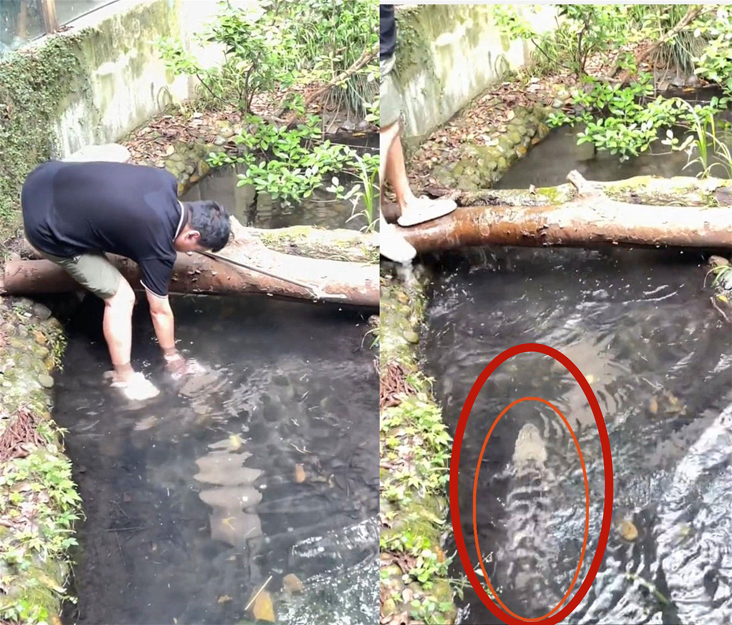 他跳进鳄鱼池帮人捡手机！2公尺扬子鳄秒逼近…路人直击吓歪（视频/图） - 1