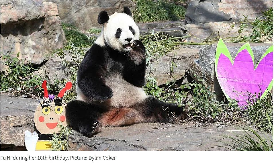 阿德莱德动物园熊猫签证明年到期，迎来在澳洲的最后一个生日！（组图） - 3