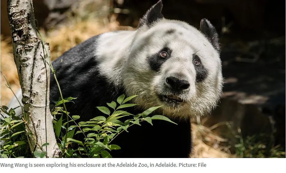阿德莱德动物园熊猫签证明年到期，迎来在澳洲的最后一个生日！（组图） - 2