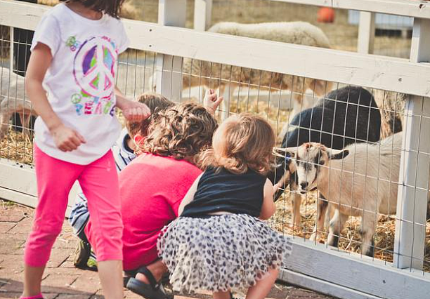 澳洲女子去小动物农场摸了下羊，回家后悲剧了...（组图） - 3