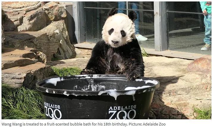 阿德莱德动物园熊猫签证明年到期，迎来在澳洲的最后一个生日！（组图） - 1