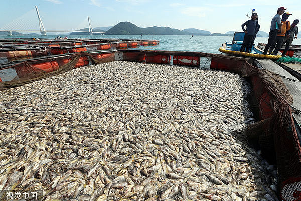 南韩渔民叹：福岛核废水害石斑鱼滞销！100多万尾海上活活热死（组图） - 1
