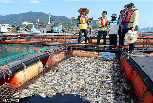 南韩渔民叹：福岛核废水害石斑鱼滞销！100多万尾海上活活热死（组图） - 2