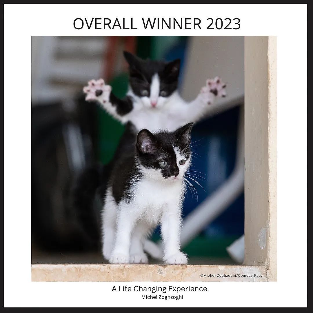 【爆笑】2023沙雕宠物摄影大赛引全网爆笑！无数网友看完狂翻手机：删了，让我发（组图） - 1