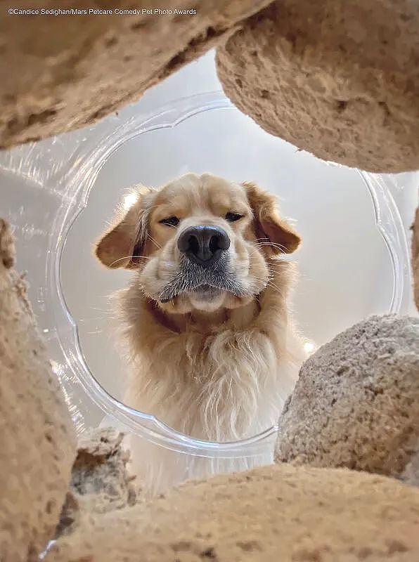 【爆笑】2023沙雕宠物摄影大赛引全网爆笑！无数网友看完狂翻手机：删了，让我发（组图） - 5