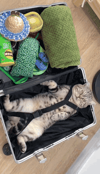 【宠物】猫躲行李箱被铲屎官带到机场，幸好遇到好心空姐：你放心飞，我照顾它（组图） - 1