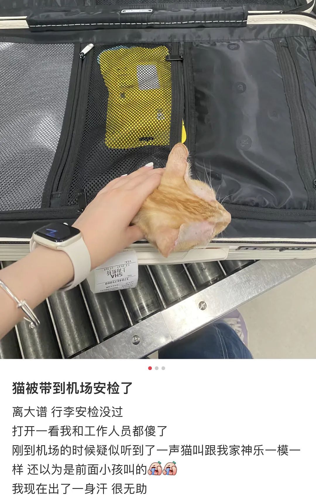 【宠物】猫躲行李箱被铲屎官带到机场，幸好遇到好心空姐：你放心飞，我照顾它（组图） - 2