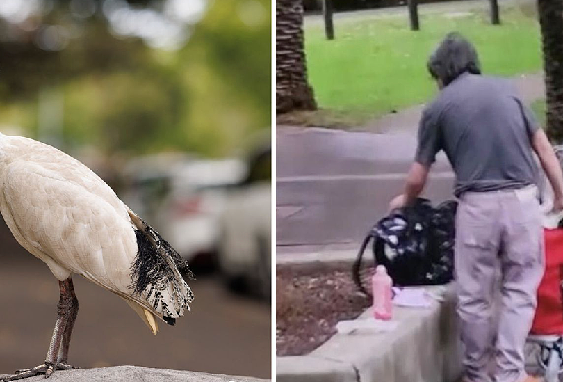 澳亚裔大叔抓了公园的鸟做成腊肉！被判入狱半年！在澳洲，可别乱抓小动物…（组图） - 6