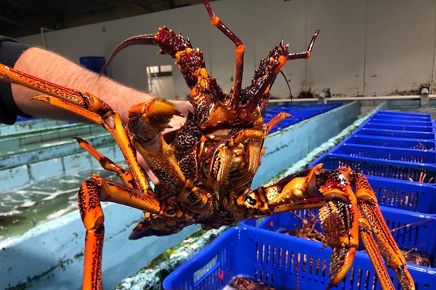 南澳龙虾捕捞季正式启动，但中国尚未取消禁令（图） - 1