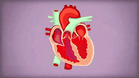 【健康】半数心脏骤停都有“预兆”，男女典型症状不同（组图） - 3