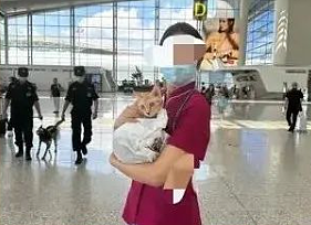 【宠物】猫躲行李箱被铲屎官带到机场，幸好遇到好心空姐：你放心飞，我照顾它（组图） - 7