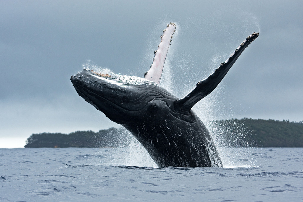 22年前遭螺旋桨“绞肉”重伤！澳洲著名座头鲸“刀锋战士”新州外海现身了（图） - 3