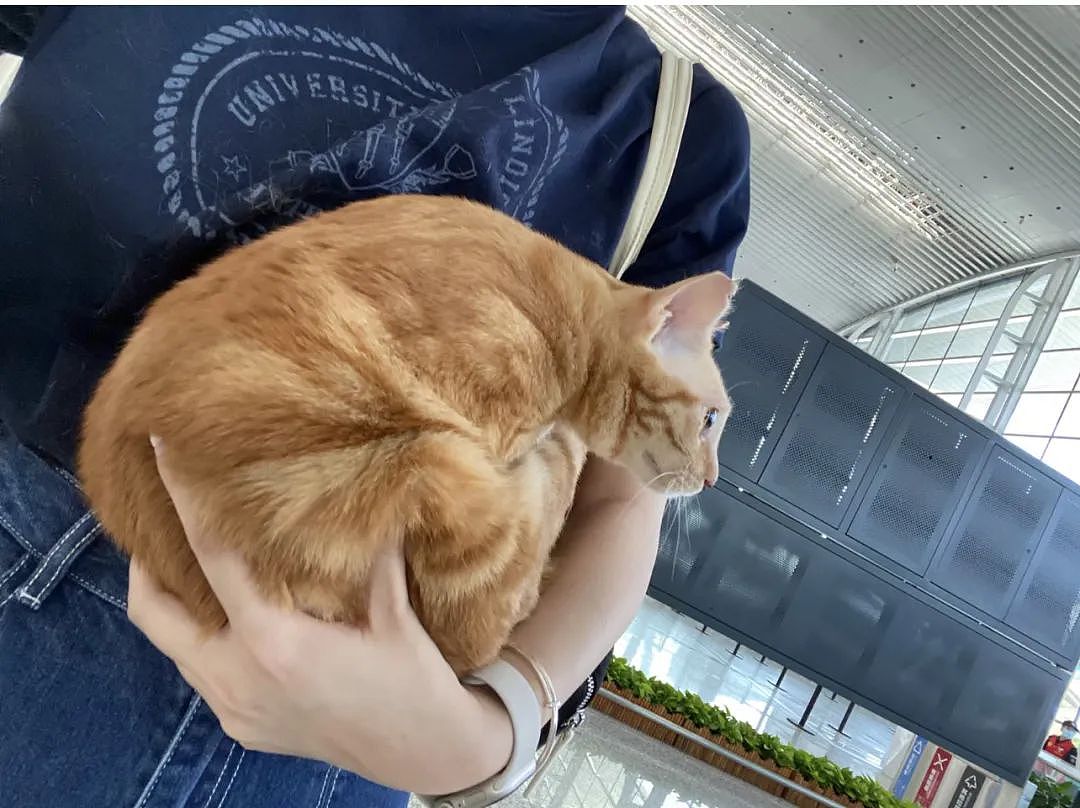 【宠物】猫躲行李箱被铲屎官带到机场，幸好遇到好心空姐：你放心飞，我照顾它（组图） - 4