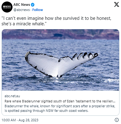 22年前遭螺旋桨“绞肉”重伤！澳洲著名座头鲸“刀锋战士”新州外海现身了（图） - 1