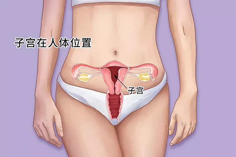 【健康】25岁女性同房后，查出两个阴道，两个子宫！生出来的都是双胞胎吗（组图） - 2