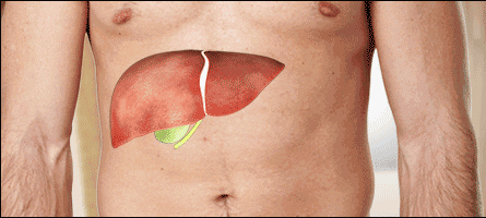 拯救“脂肪肝”的饮食方案：《自然》子刊总结5个重点（组图） - 4