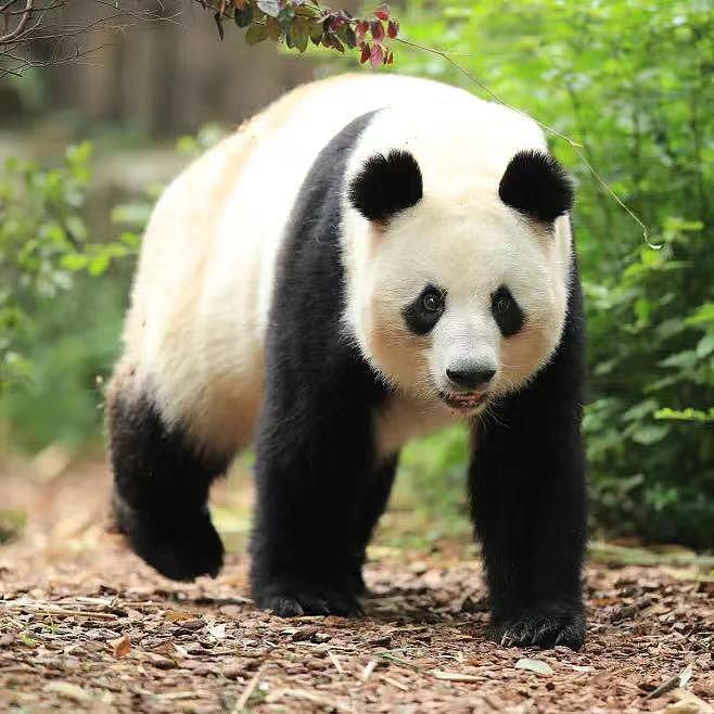 23岁大熊猫“成功”在兽舍内死亡！系顶流熊猫“花花”之母（视频/图） - 1