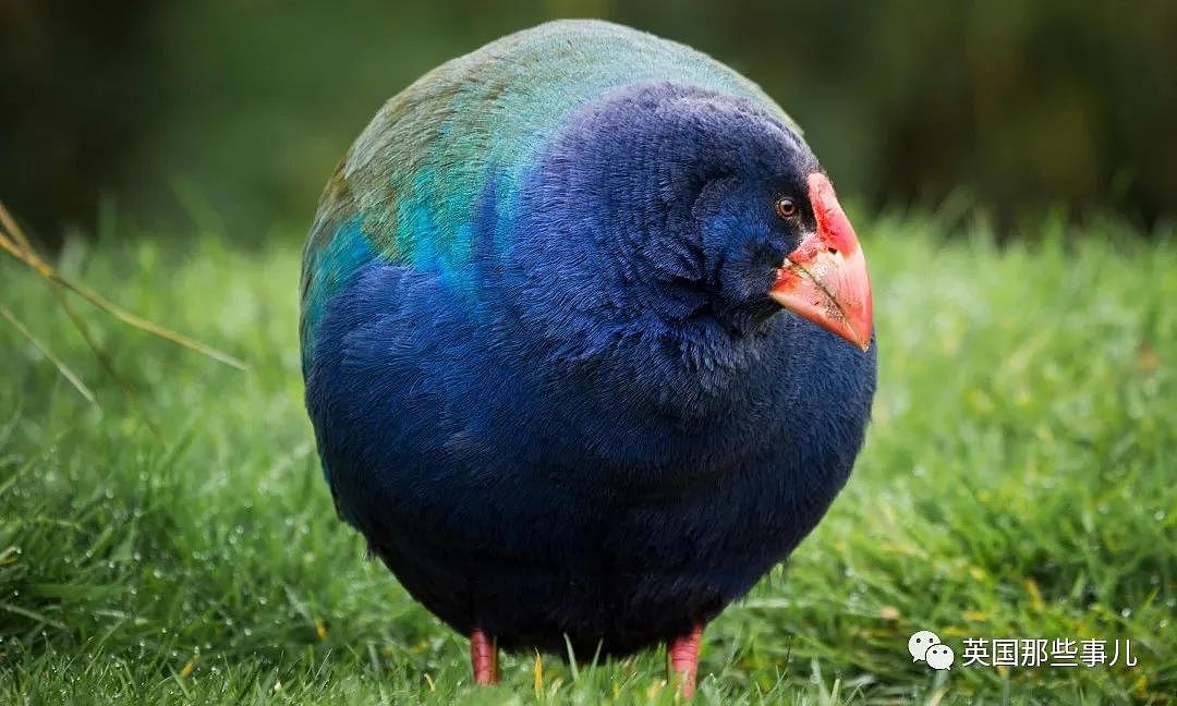 长得像个球，粑粑能拉9米长！新西兰曾经判定灭绝的史前鸟类回来了！（组图） - 3