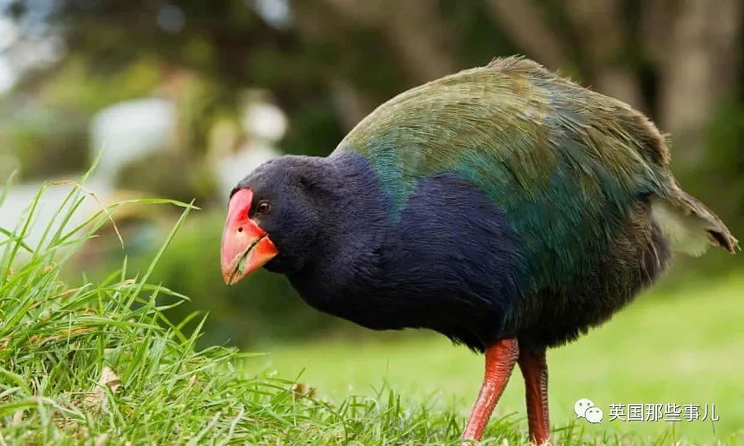 长得像个球，粑粑能拉9米长！新西兰曾经判定灭绝的史前鸟类回来了！（组图） - 2