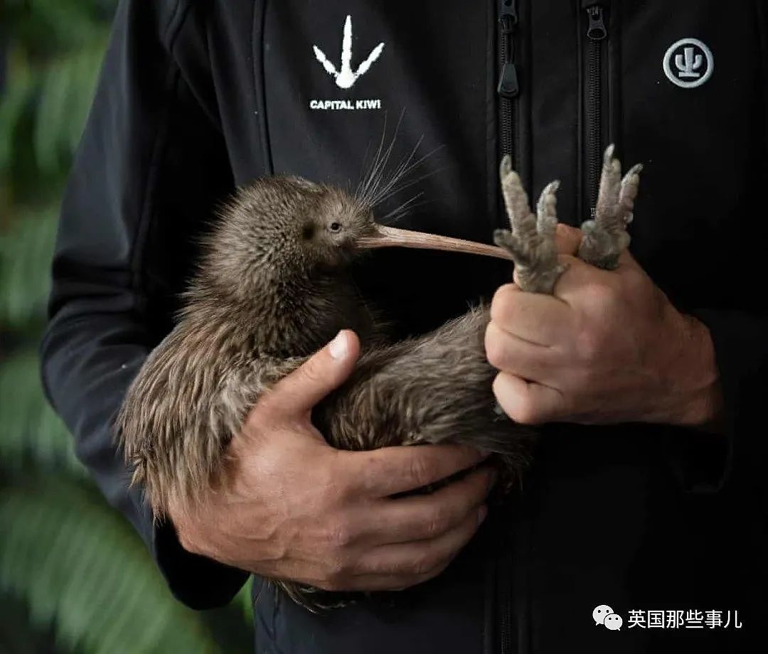 长得像个球，粑粑能拉9米长！新西兰曾经判定灭绝的史前鸟类回来了！（组图） - 10