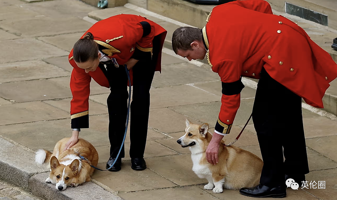 女王去世一周年，柯基爱好者齐聚白金汉宫！一生养了几十只，狗狗不够马来凑（组图） - 12